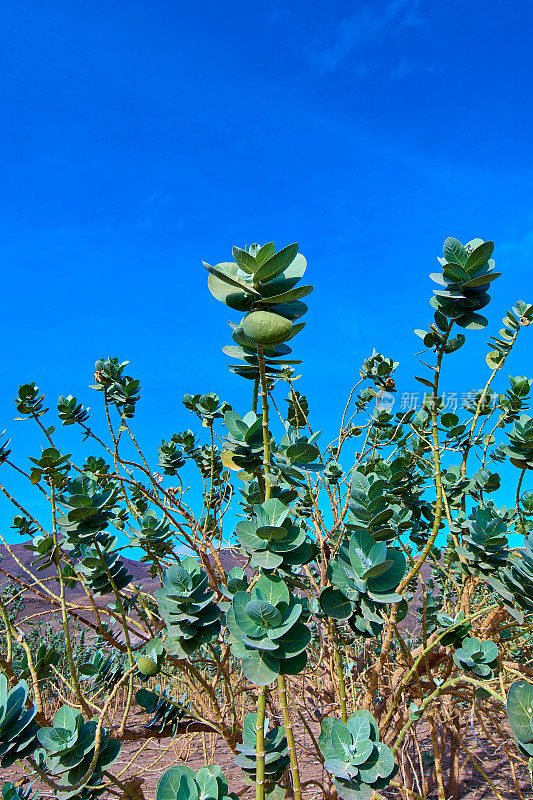 Calotropis procera Fuerteventura。